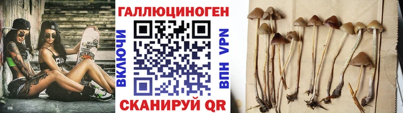 Галлюциногенные грибы Psilocybe  mega маркетплейс  Тутаев 